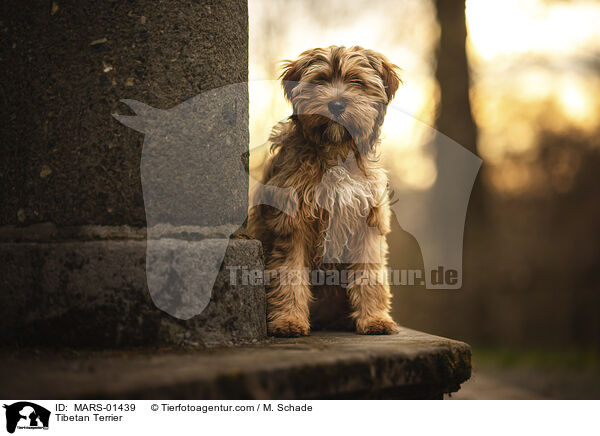Tibet-Terrier / Tibetan Terrier / MARS-01439