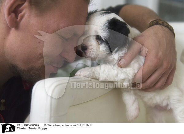 Tibet-Terrier Welpe / Tibetan Terrier Puppy / HBO-06392
