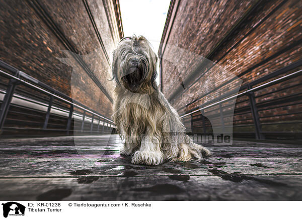 Tibet-Terrier / Tibetan Terrier / KR-01238