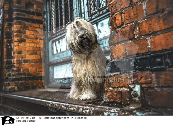 Tibetan Terrier / KR-01240