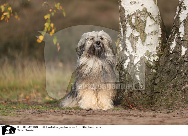 Tibet Terrier / Tibet Terrier / KB-13168