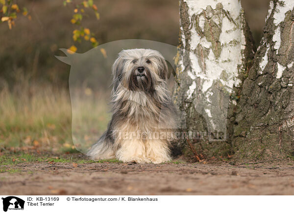 Tibet Terrier / Tibet Terrier / KB-13169
