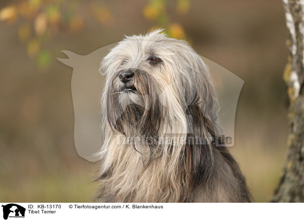 Tibet Terrier / Tibet Terrier / KB-13170