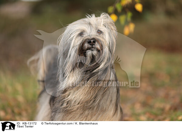 Tibet Terrier / Tibet Terrier / KB-13172