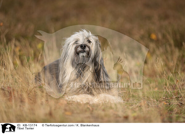 Tibet Terrier / Tibet Terrier / KB-13174
