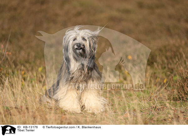 Tibet Terrier / Tibet Terrier / KB-13176