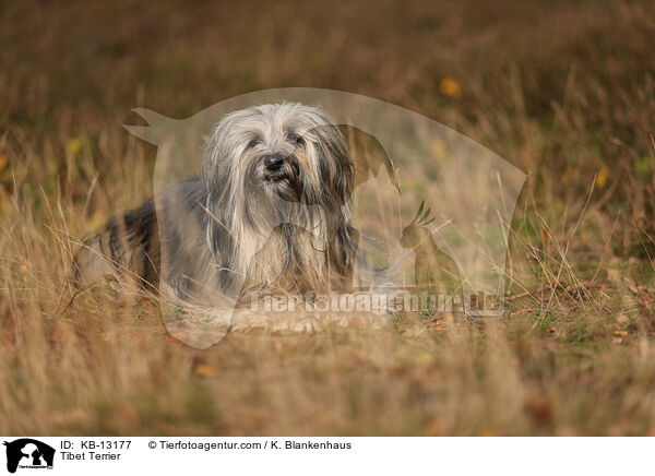 Tibet Terrier / Tibet Terrier / KB-13177