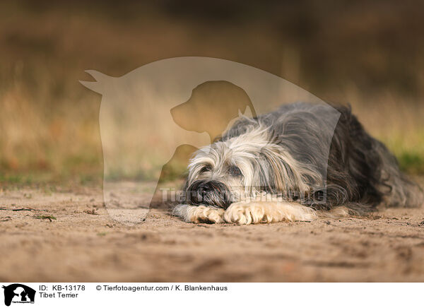 Tibet Terrier / Tibet Terrier / KB-13178