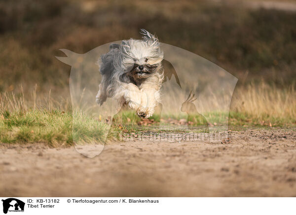 Tibet Terrier / Tibet Terrier / KB-13182