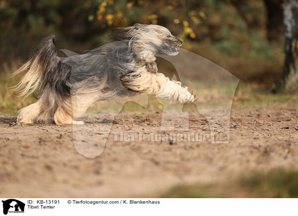 Tibet Terrier / Tibet Terrier / KB-13191