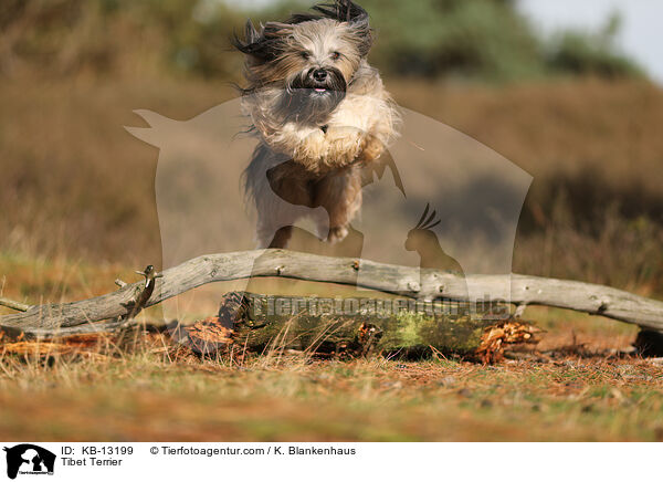 Tibet Terrier / Tibet Terrier / KB-13199