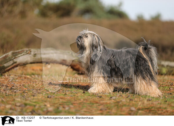 Tibet Terrier / Tibet Terrier / KB-13207