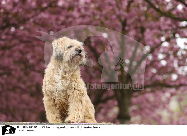 Tibet Terrier / Tibet Terrier / KB-18161