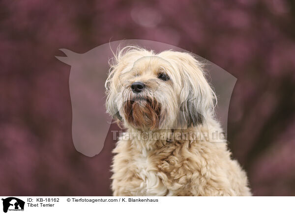 Tibet Terrier / Tibet Terrier / KB-18162