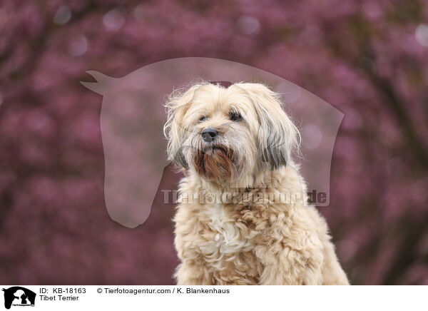 Tibet Terrier / Tibet Terrier / KB-18163