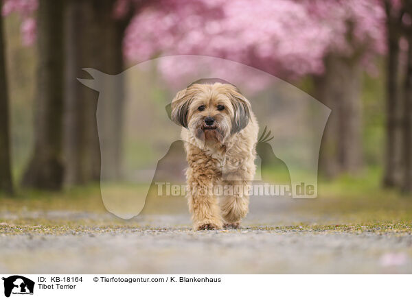 Tibet Terrier / Tibet Terrier / KB-18164