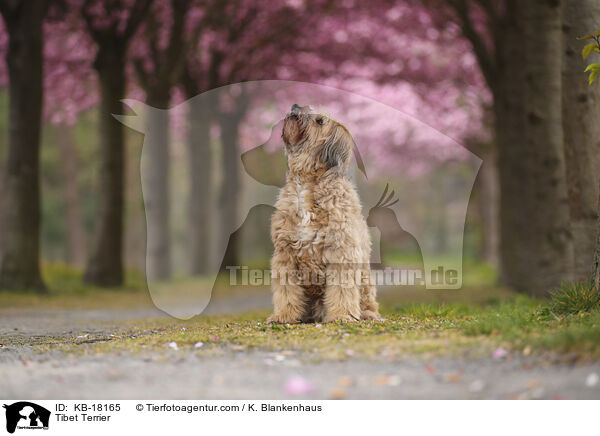 Tibet Terrier / Tibet Terrier / KB-18165