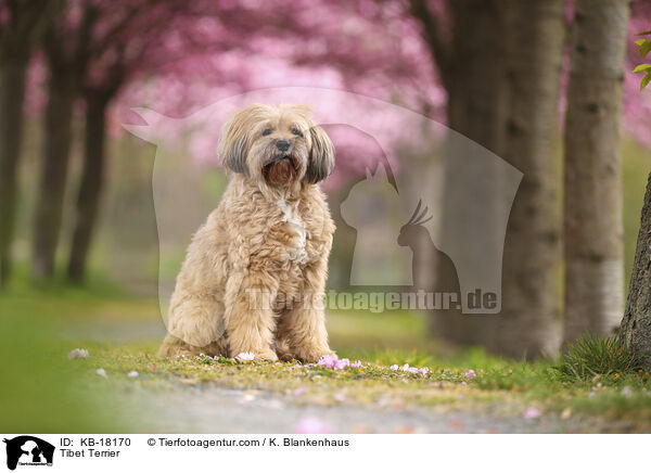 Tibet Terrier / Tibet Terrier / KB-18170