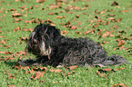 Tibetan Terrier