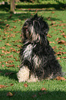 Tibetan Terrier