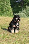 Tibetan Terrier