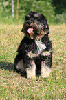 Tibetan Terrier