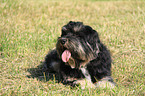 Tibetan Terrier