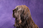 Tibetan Terrier Portrait