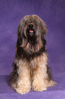 Tibetan Terrier