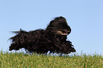 running Tibet-Terrier