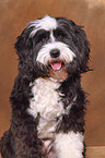 TibetanTerrier