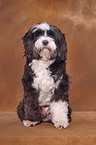 TibetanTerrier