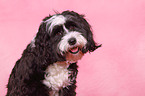 TibetanTerrier