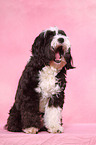 TibetanTerrier