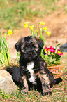 Tibetan Terrier Puppy