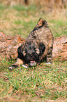 Tibetan Terrier Puppy