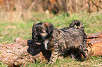 Tibetan Terrier Puppy