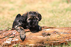 Tibetan Terrier Puppy