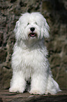 Tibetan Terrier