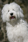 Tibetan Terrier