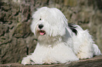 Tibetan Terrier