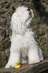 Tibetan Terrier