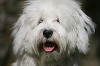 Tibetan Terrier