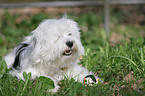 Tibetan Terrier