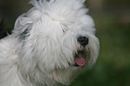 Tibetan Terrier