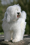 Tibetan Terrier