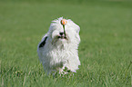 Tibetan Terrier