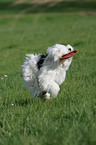 Tibetan Terrier