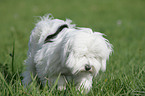 Tibetan Terrier