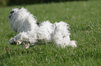 Tibetan Terrier